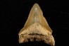 dent de requin: CARCHARODON MEGALODON
