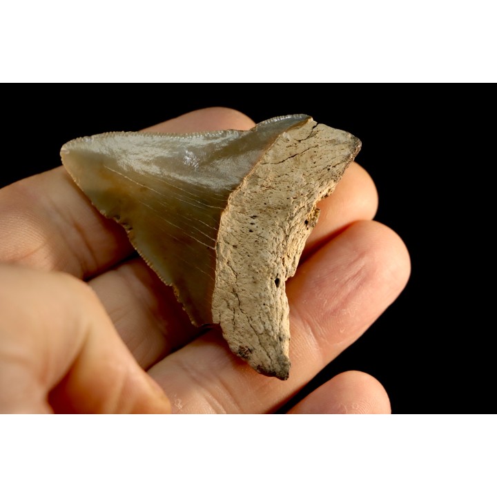 dent de requin: CARCHARODON MEGALODON