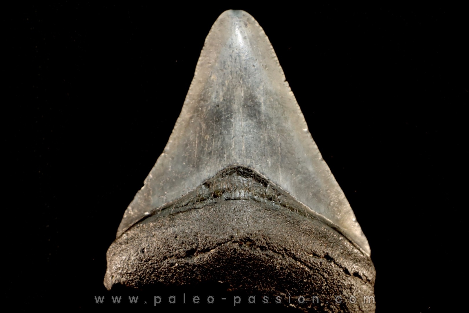 dent de requin: CARCHARODON MEGALODON