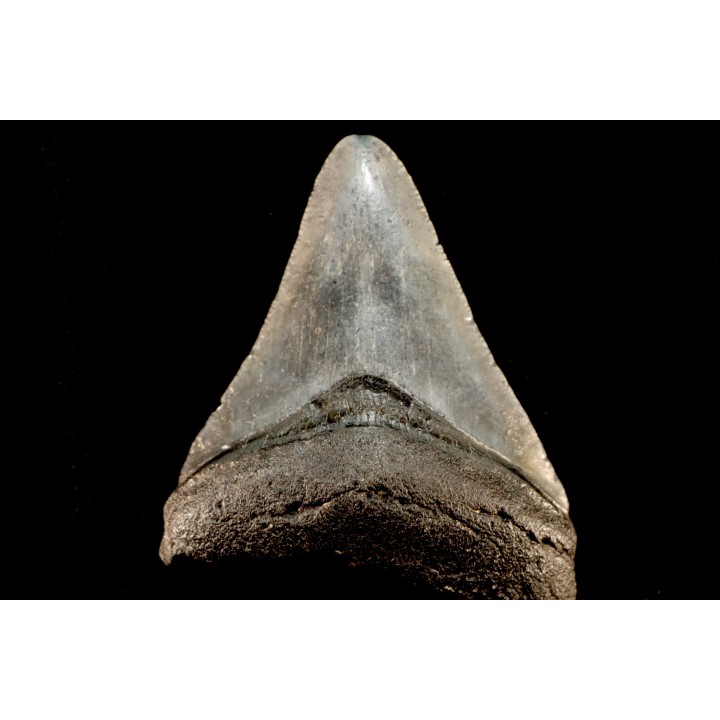 shark teeth: CARCHARODON MEGALODON