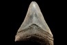 shark teeth: CARCHARODON MEGALODON