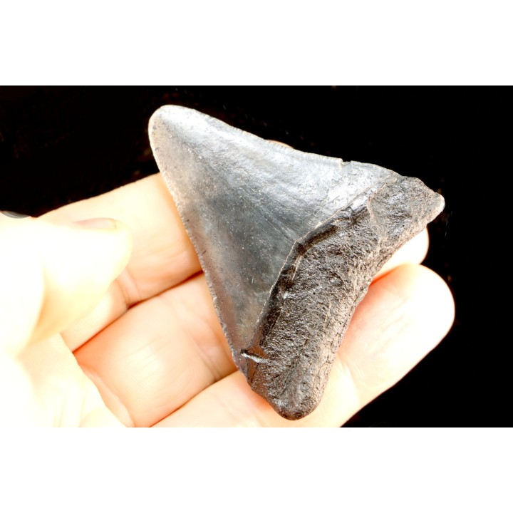 dent de requin: CARCHARODON MEGALODON