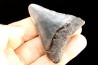 shark teeth: CARCHARODON MEGALODON