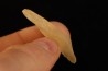 TECTITE: Libyan glass - ARTIFACT