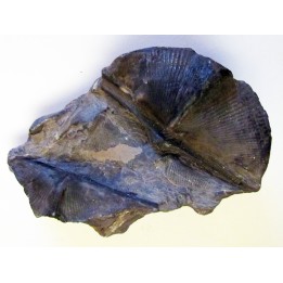 CYRTOSPIRIFER VERNEUILLI  (4)