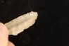 TECTITE: verre libyque - (outil taillé)