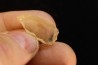 TECTITE: Libyan glass - ARTIFACT