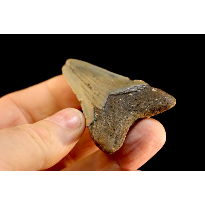 dent de requin: CARCHARODON MEGALODON