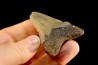 dent de requin: CARCHARODON MEGALODON