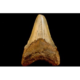 shark teeth: CARCHARODON MEGALODON