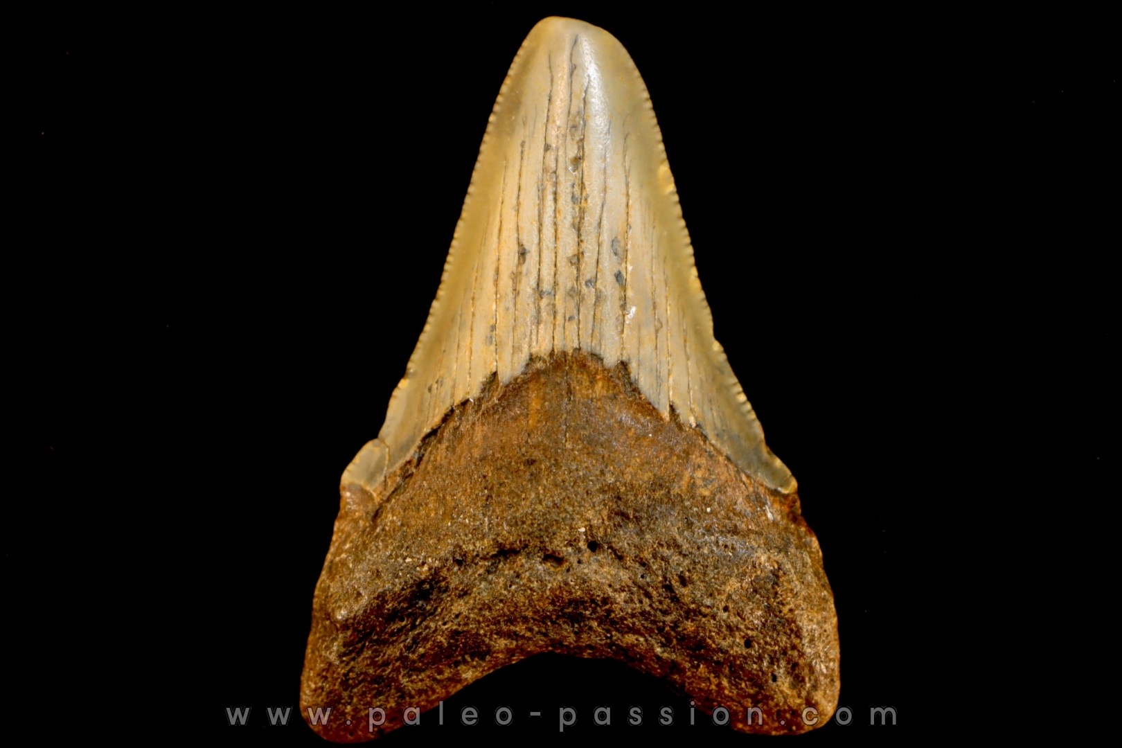 shark teeth: CARCHARODON MEGALODON