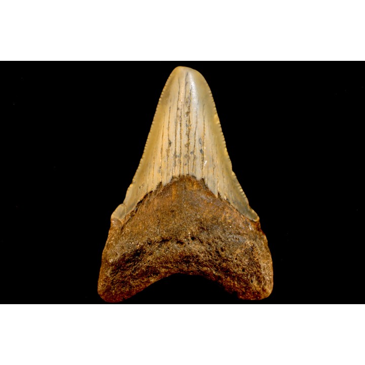 shark teeth: CARCHARODON MEGALODON