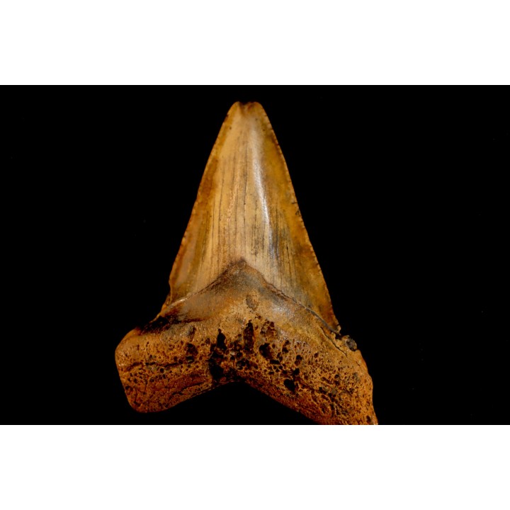 dent de requin: CARCHARODON MEGALODON