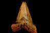 shark teeth: CARCHARODON MEGALODON