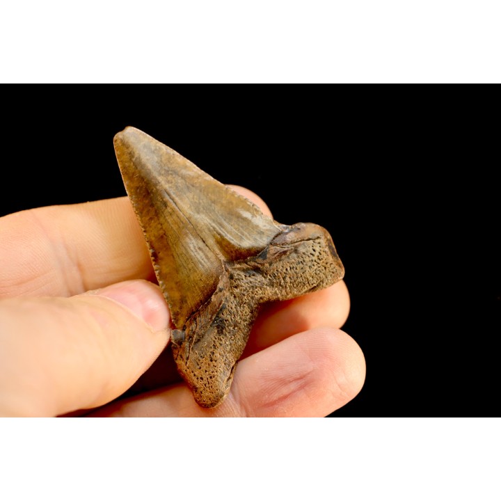 shark teeth: CARCHARODON MEGALODON
