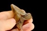 dent de requin: CARCHARODON MEGALODON