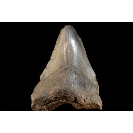 shark teeth: CARCHARODON MEGALODON