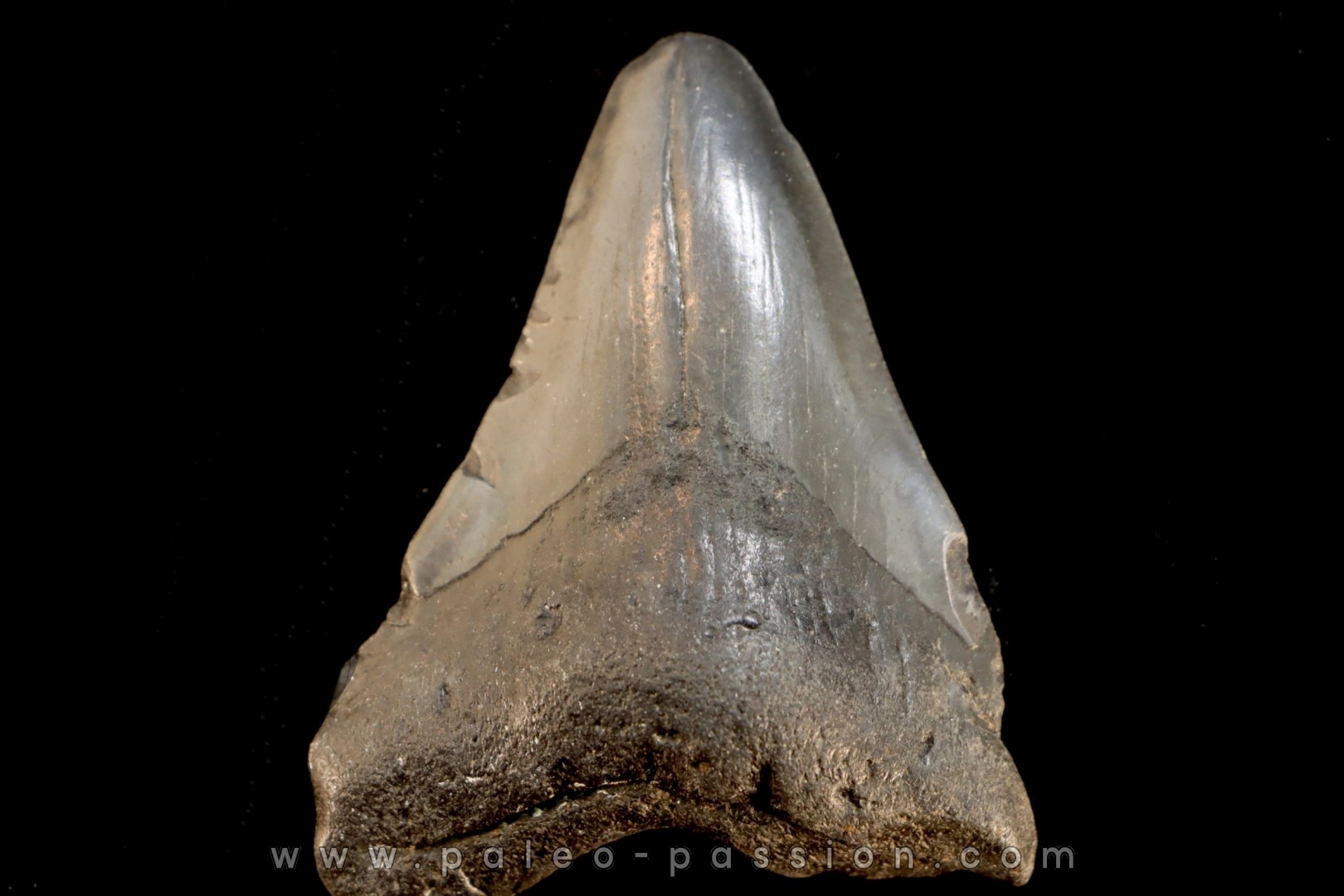 dent de requin: CARCHARODON MEGALODON