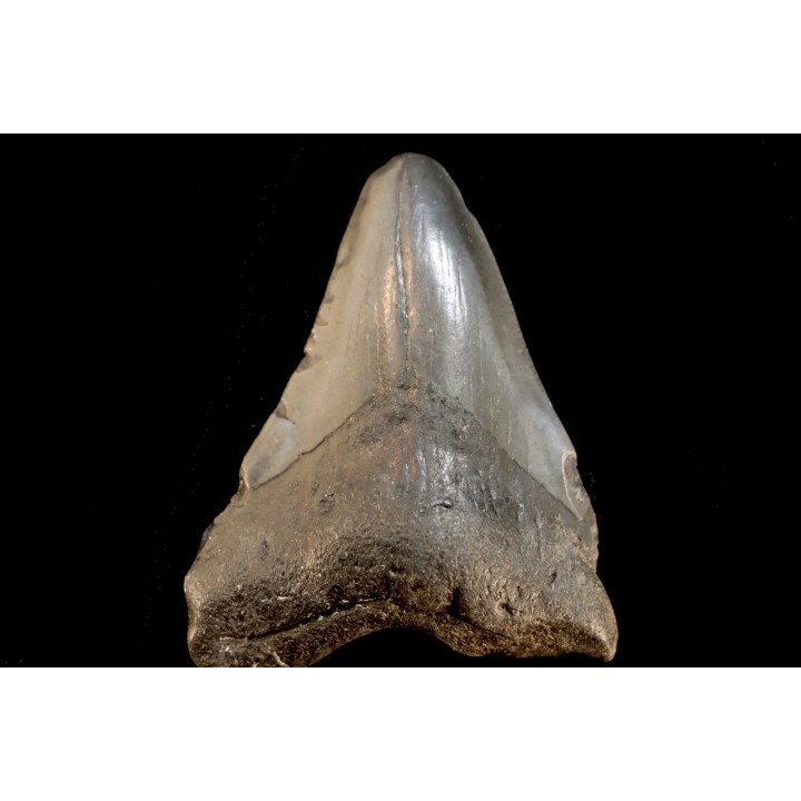 dent de requin: CARCHARODON MEGALODON