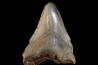 shark teeth: CARCHARODON MEGALODON