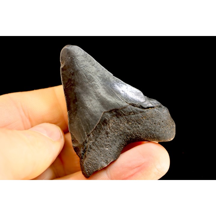 dent de requin: CARCHARODON MEGALODON