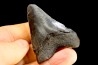 shark teeth: CARCHARODON MEGALODON