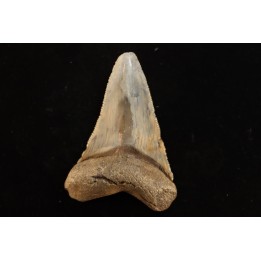 dent de requin: CARCHARODON MEGALODON
