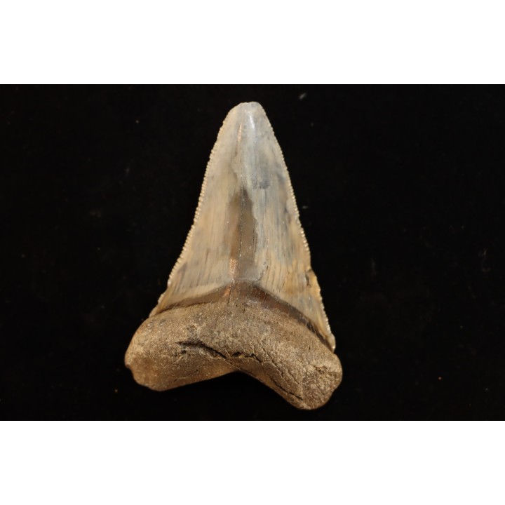 dent de requin: CARCHARODON MEGALODON