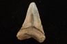 shark teeth: CARCHARODON MEGALODON