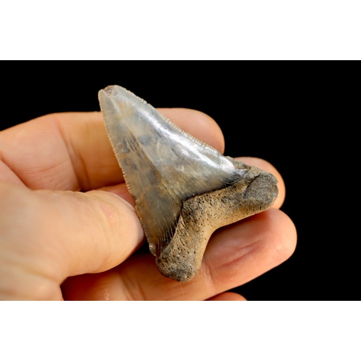 dent de requin: CARCHARODON MEGALODON