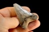 dent de requin: CARCHARODON MEGALODON