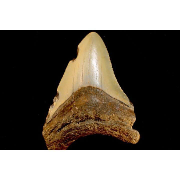 shark teeth: CARCHARODON MEGALODON