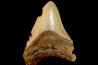 shark teeth: CARCHARODON MEGALODON