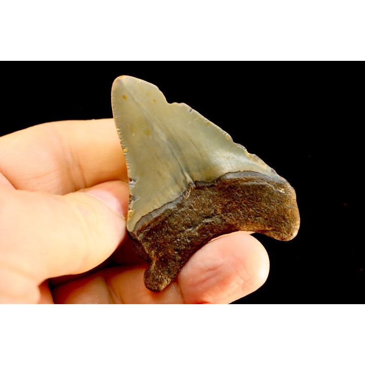 shark teeth: CARCHARODON MEGALODON