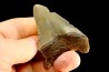 dent de requin: CARCHARODON MEGALODON