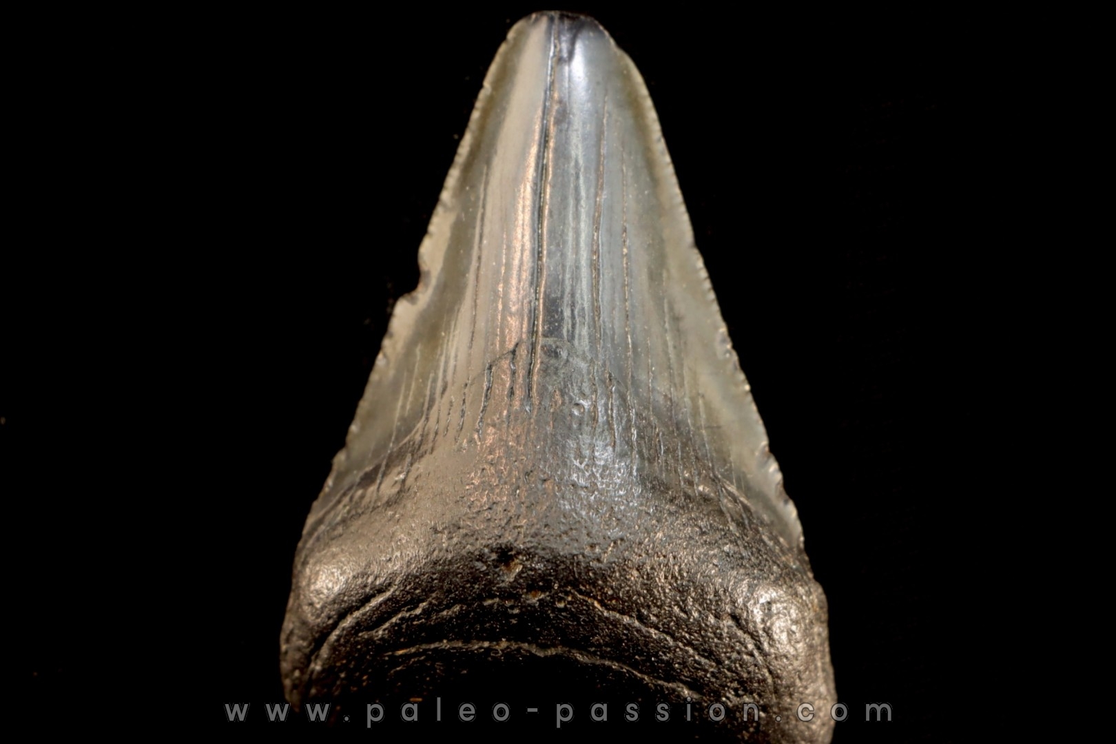 shark teeth: CARCHARODON MEGALODON