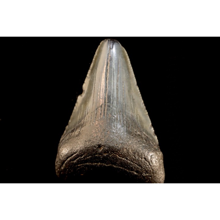 dent de requin: CARCHARODON MEGALODON