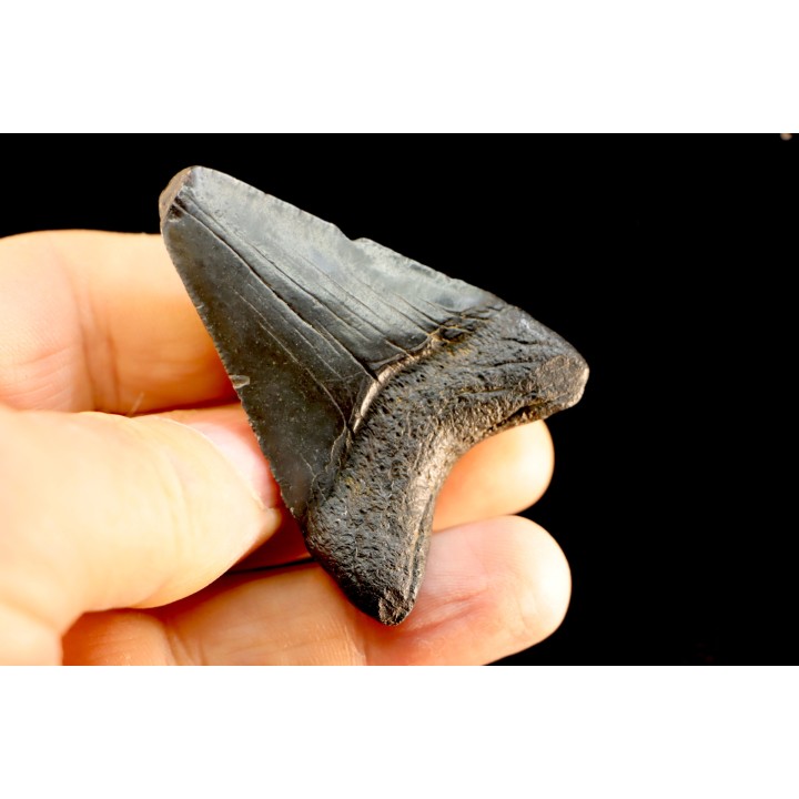 dent de requin: CARCHARODON MEGALODON