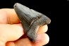 shark teeth: CARCHARODON MEGALODON