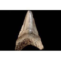 shark teeth: CARCHARODON MEGALODON