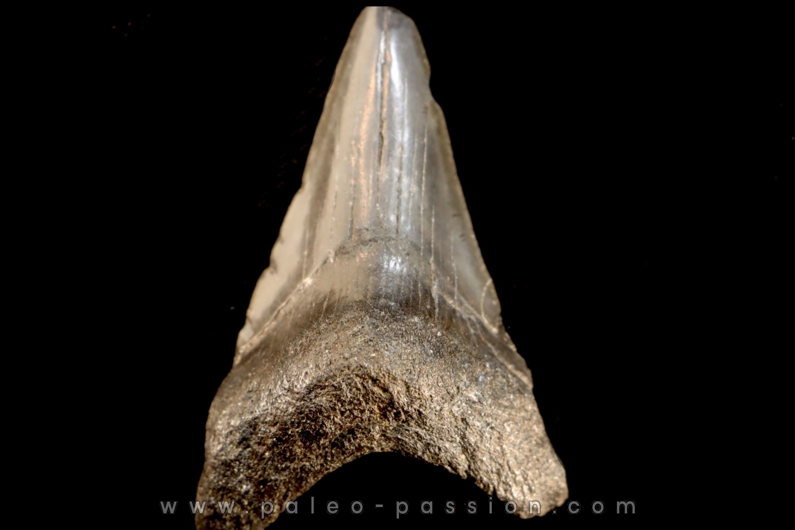 dent de requin: CARCHARODON MEGALODON