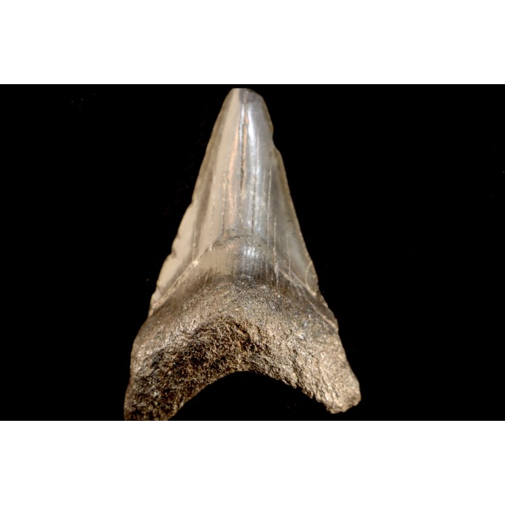 shark teeth: CARCHARODON MEGALODON