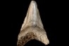shark teeth: CARCHARODON MEGALODON