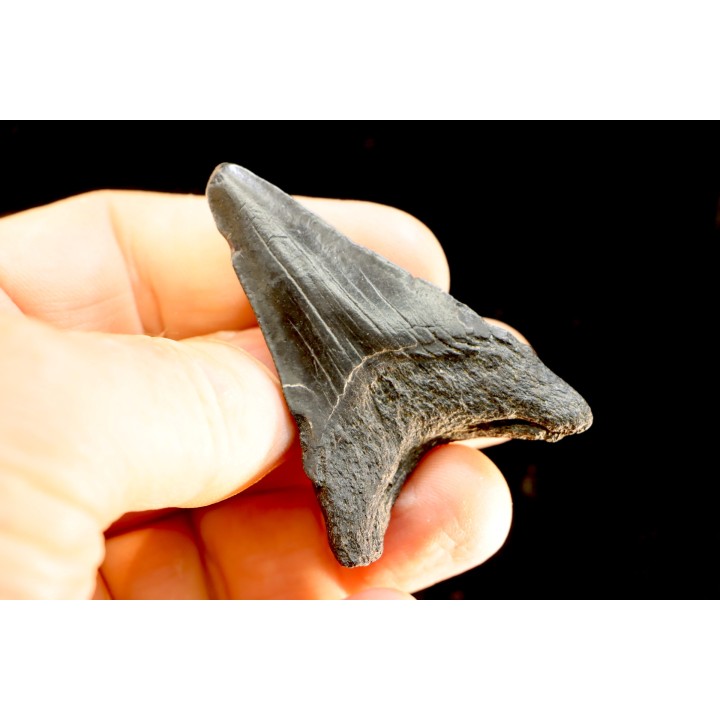 dent de requin: CARCHARODON MEGALODON