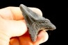 dent de requin: CARCHARODON MEGALODON