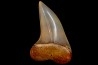 ISURUS PLANUS - Miocene - Bakersfield, California - USA