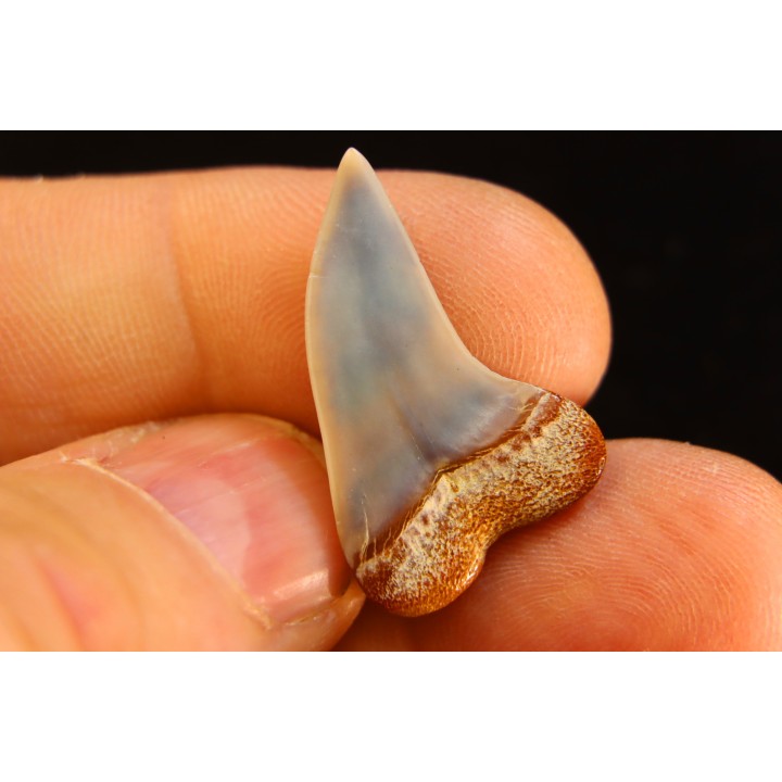 ISURUS PLANUS - Miocene  - Bakersfield, California - USA