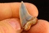 ISURUS PLANUS - Miocene - Bakersfield, California - USA