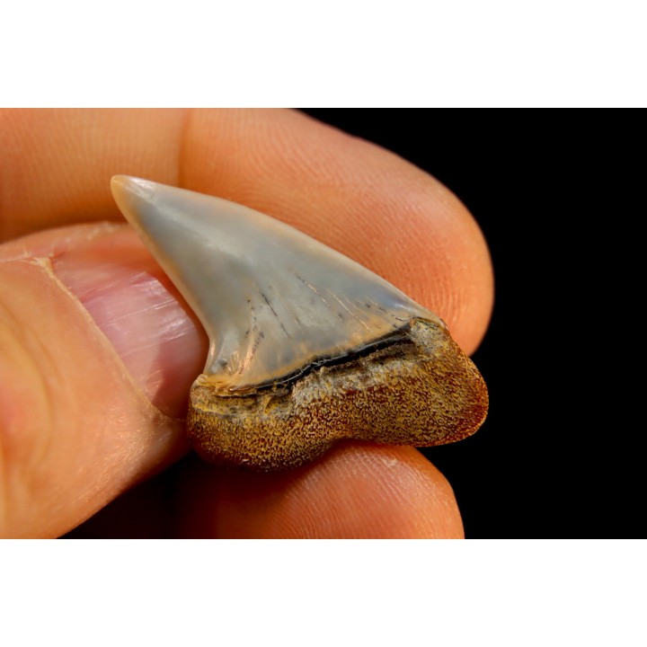 dent de requin: ISURUS PLANUS - Miocène - Bakersfield, Californie - USA