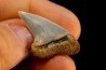 shark tooth: ISURUS PLANUS   Miocene   Bakersfield, California - USA